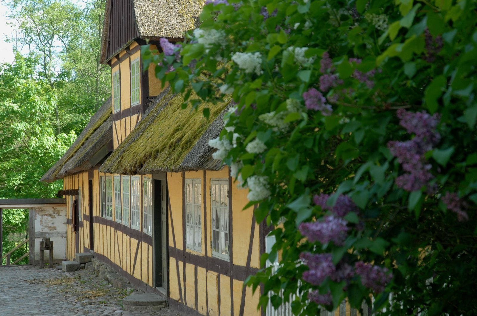 A thatched, yellow half-timbered farmhouse behind lilacs