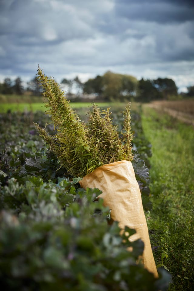 Harvested greens in a field in Odsherred