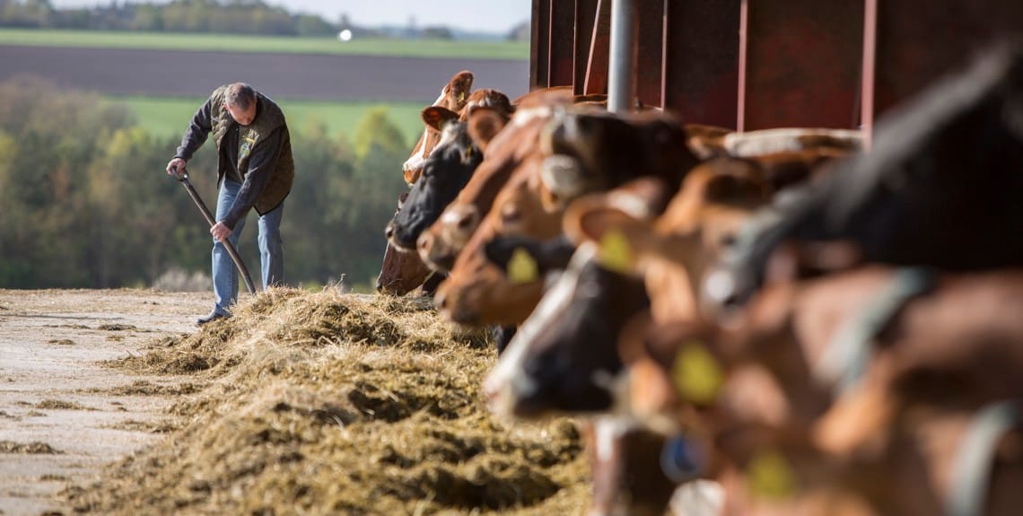 Dairy cows at an Arla farm