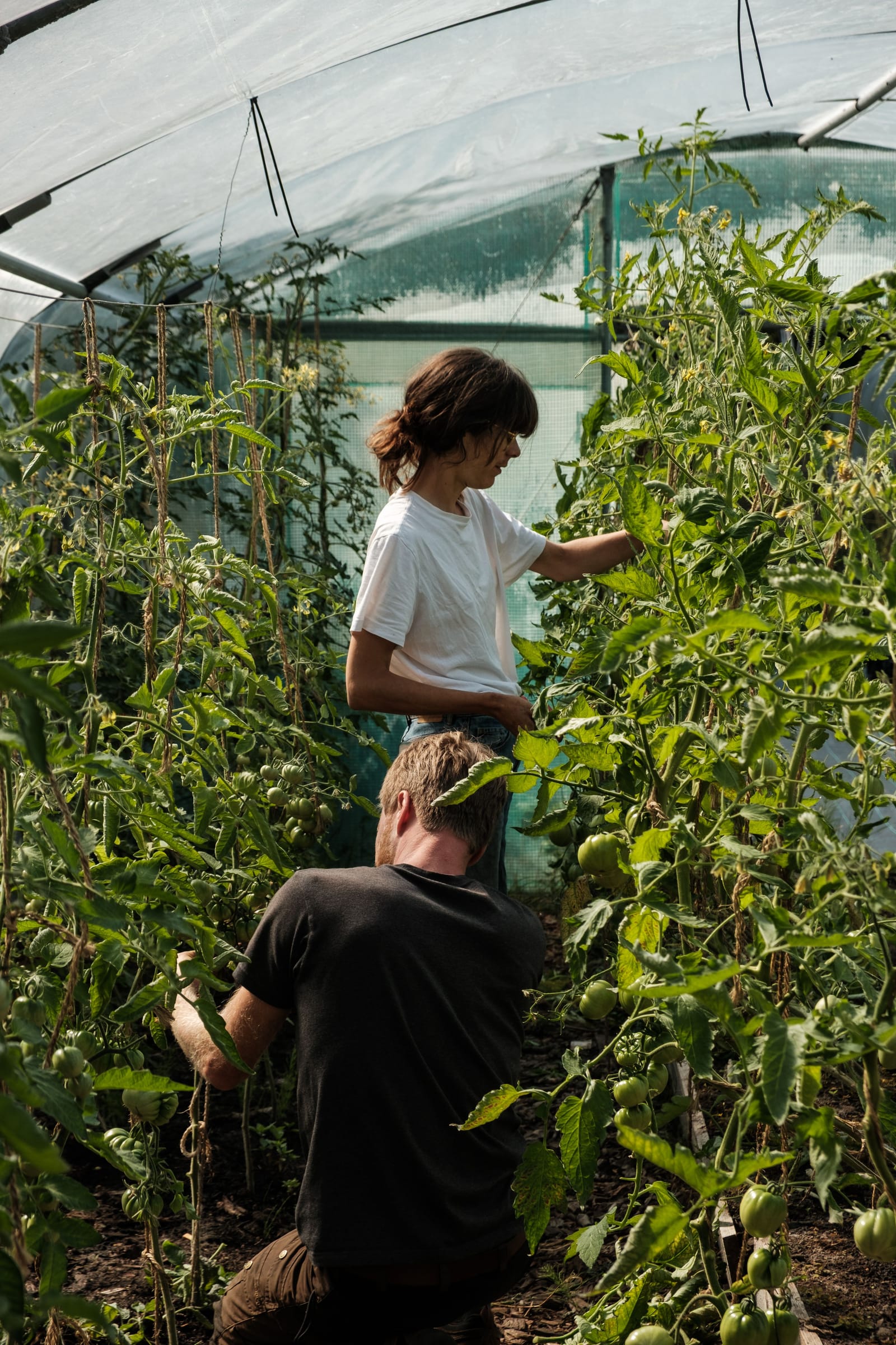Tomatoes in the Kadeau greenhouse on Bornholm