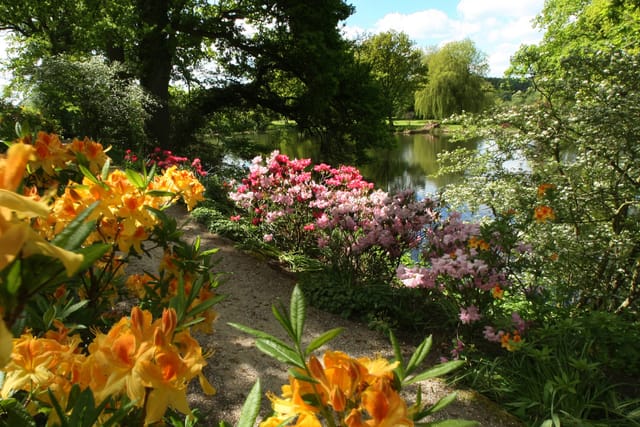 Rhododendrons along the lake in the palace garden