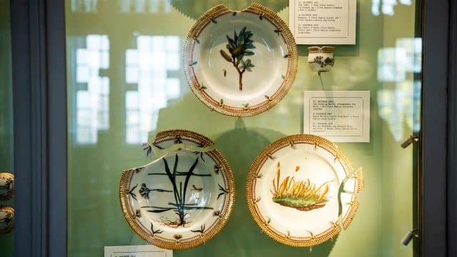 Worn and broken Flora Danica plates in a display case