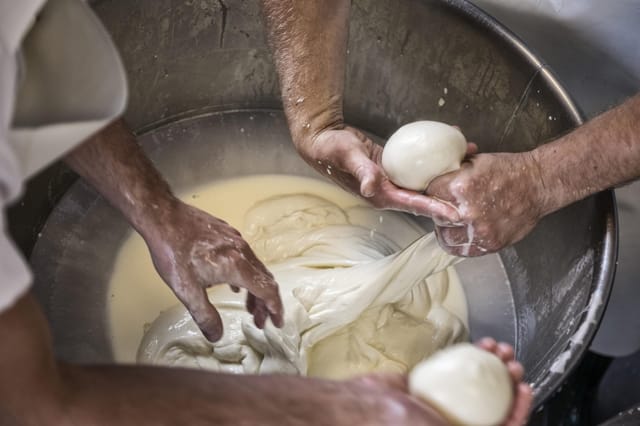 Fresh mozzarella from its dairy