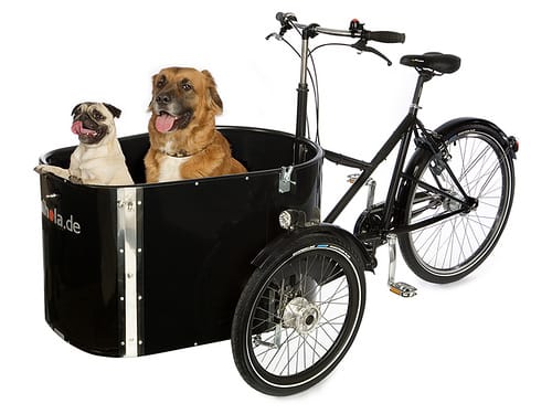 Two dogs riding in the Nihola Dog