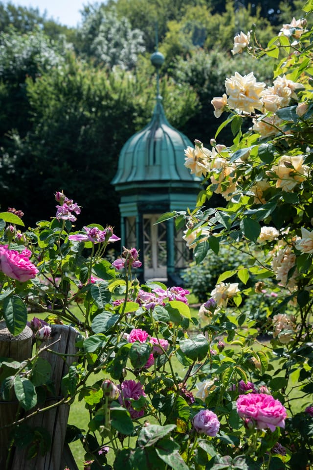 Roses around the copper-roofed spire Villa Margarinely